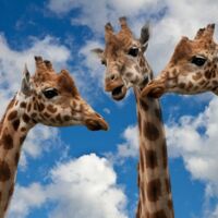 Integralis Seminar mit siehe Beschreibung in Kassel